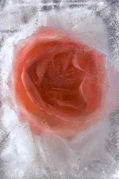 背景蔷薇属花冻冰