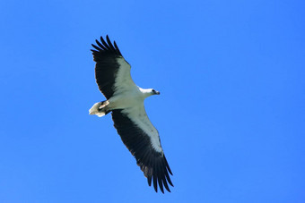 white-bellied<strong>海</strong>鹰狩猎朗考岛马来西亚