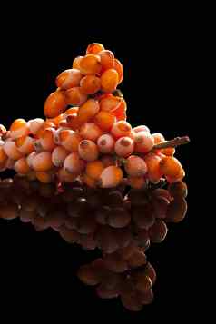 冻Seabuckthorn