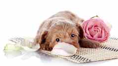 小狗地毯粉红色的玫瑰