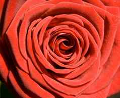 花红色的玫瑰明信片