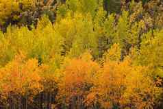 黄色的秋天阿斯彭树育空河北方森林泰加林