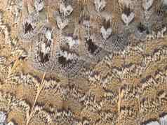 有环状羽毛的格劳斯羽毛自然模式背景