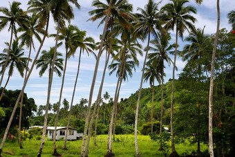 当地的房子棕榈格罗夫瓦莱武岛斐济
