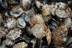 桩牡蛎贝壳珍珠农场瓦莱武岛斐济