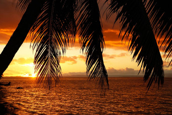 的轮廓棕榈树海滩瓦莱武岛斐济
