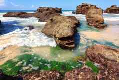 海草植物岩石低潮澳大利亚