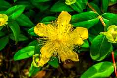 黄色的玫瑰沙龙金丝桃属植物卡利西努姆