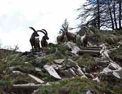 山羊羱羊意大利阿尔卑斯山脉
