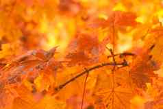 橙色秋天叶子背景浅焦点