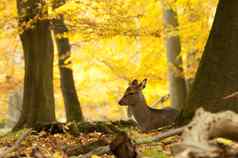 女红色的鹿坐着木地面秋天