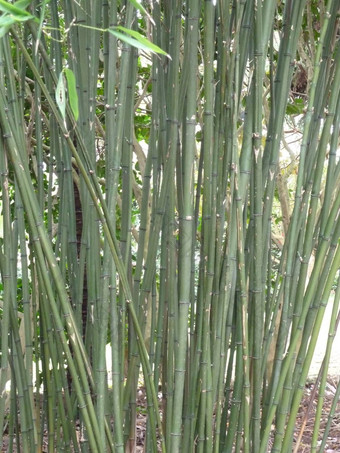 绿色竹子茎