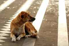 无家可归的人饿了狗被遗弃的街