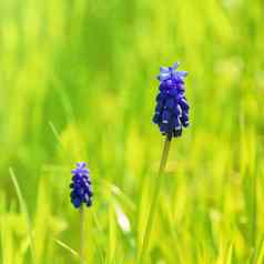 muscari