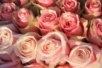 粉红色的玫瑰新娘安排