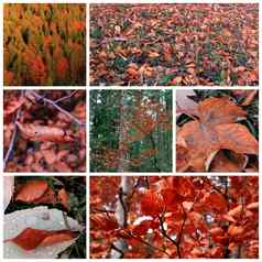 红色的叶子秋天季节