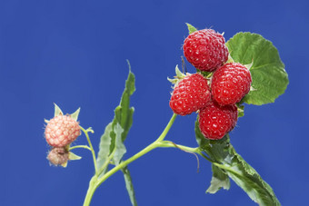 分支成熟的树莓浆果