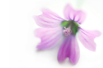 水疗中心紫色的花