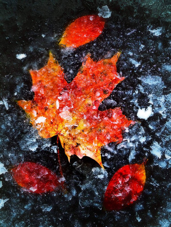 秋天叶子冰
