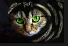 黑色的猫绿色眼睛