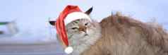 圣诞节横幅猫圣诞老人