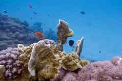 珊瑚礁火珊瑚异国情调的鱼底热带海