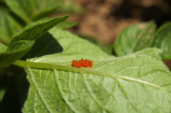 科罗拉多州甲虫鸡蛋瘦<strong>子叶</strong>Decemlineata