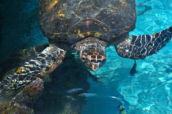 海乌龟<strong>浮出水面</strong>水加勒比海卡塔赫纳