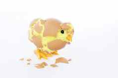 玩具小鸡打破蛋壳