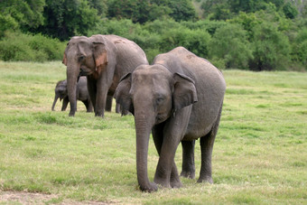斯里兰卡斯里兰卡大象