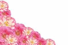 粉红色的玫瑰花框架情人节母亲一天