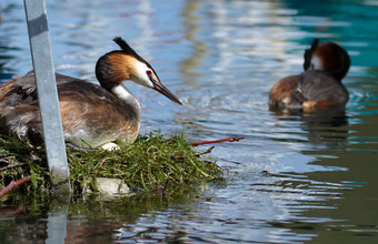 冠毛犬grebe<strong>足底</strong>头肌cristatus鸭巢