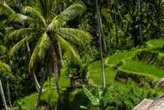 郁郁葱葱的绿色梯田农田巴厘岛