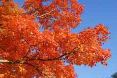橙色枫木树秋天树叶