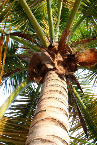 棕榈树波多黎各rico