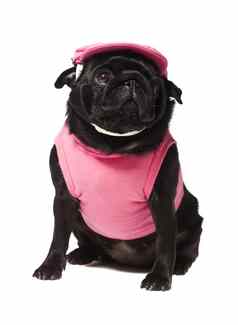 狗穿着粉红色的