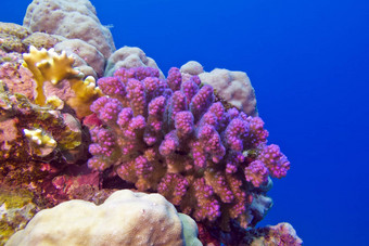<strong>珊瑚</strong>礁<strong>粉</strong>红色的pocillopora<strong>珊瑚</strong>底热带海