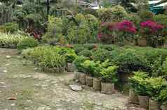 热带花园