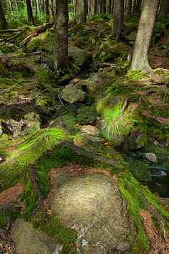 原始森林溪Hdr