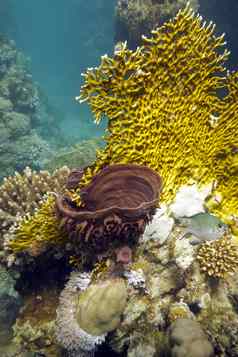 珊瑚礁火珊瑚海海绵底热带海