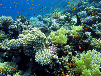 色彩斑斓的珊瑚礁咻硬软珊瑚异国情调的鱼anthias底热带海