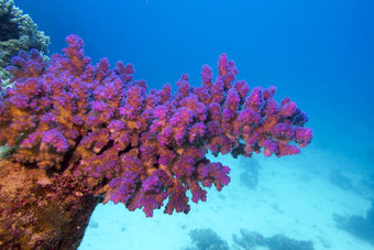 <strong>珊瑚</strong>礁<strong>粉</strong>红色的pocillopora<strong>珊瑚</strong>底热带海