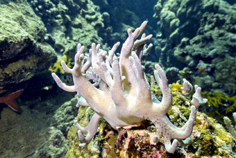 珊瑚礁伟大的软珊瑚狐狸属底热带海