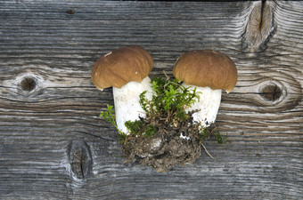 新鲜的口袋牛肝菌属蘑菇木Bacground