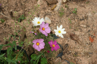 山茶花