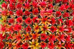 美丽的色彩斑斓的树叶凤梨科植物植物