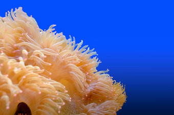 海葵生物海