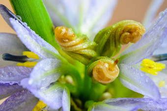 味蕾紫色的花单毛<strong>膜</strong>hastata索尔