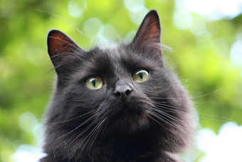 英俊的长播出黑色的猫咪看专心地