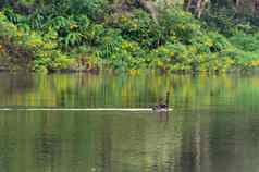 黑色的天鹅伴侣游泳湖